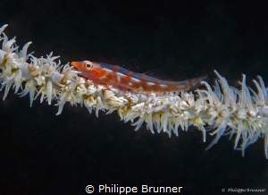 Goby by Philippe Brunner 